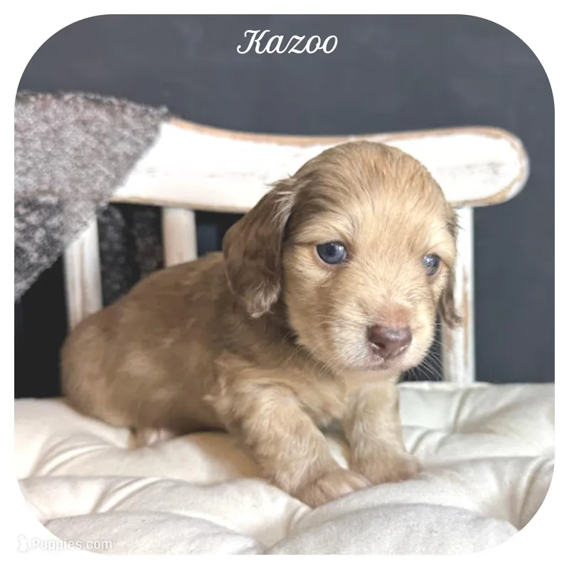 Kazoo ... AKC – Miniature Dachshund puppy for sale in Smithville, TN