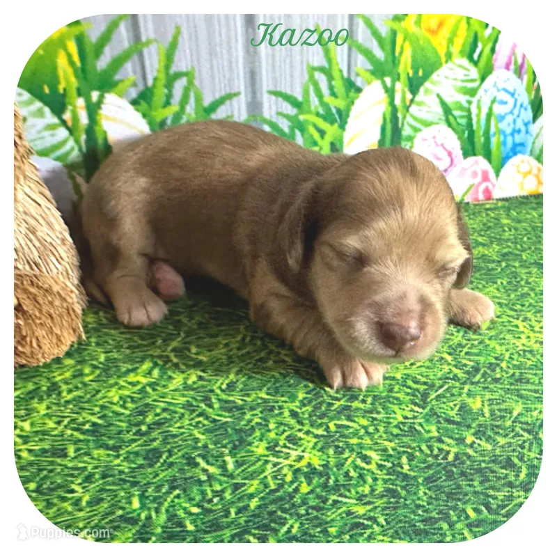 Kazoo ... AKC – Miniature Dachshund puppy for sale in Smithville, TN