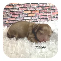 Kazoo ... AKC, a male Miniature Dachshund for sale in Smithville, TN – Photo 1 of 10