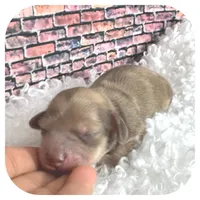 Kazoo ... AKC, a male Miniature Dachshund for sale in Smithville, TN – Photo 8 of 10