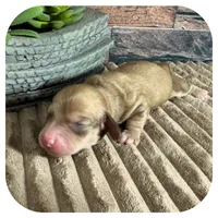 Otis ... AKC, a male Miniature Dachshund for sale in Smithville, TN – 2 of 8