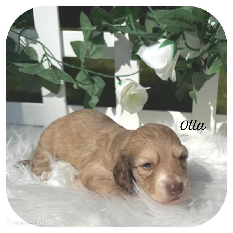 Olla ... AKC – Miniature Dachshund puppy for sale in Smithville, TN