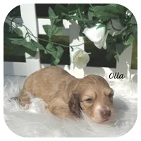 Olla ... AKC, a female Miniature Dachshund for sale in Smithville, TN – 1 of 6