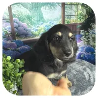 Jetta ... AKC, a female Miniature Dachshund for sale in Smithville, TN – 2 of 8