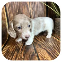 Puddles ... AKC, a female Miniature Dachshund for sale in Smithville, TN – 5 of 10