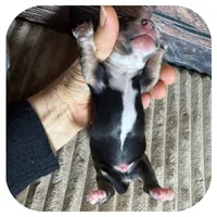 Ozwell ... AKC, a male Miniature Dachshund for sale in Smithville, TN – 5 of 7