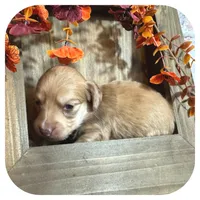 Scottie ... AKC, a male Miniature Dachshund for sale in Smithville, TN – 4 of 10