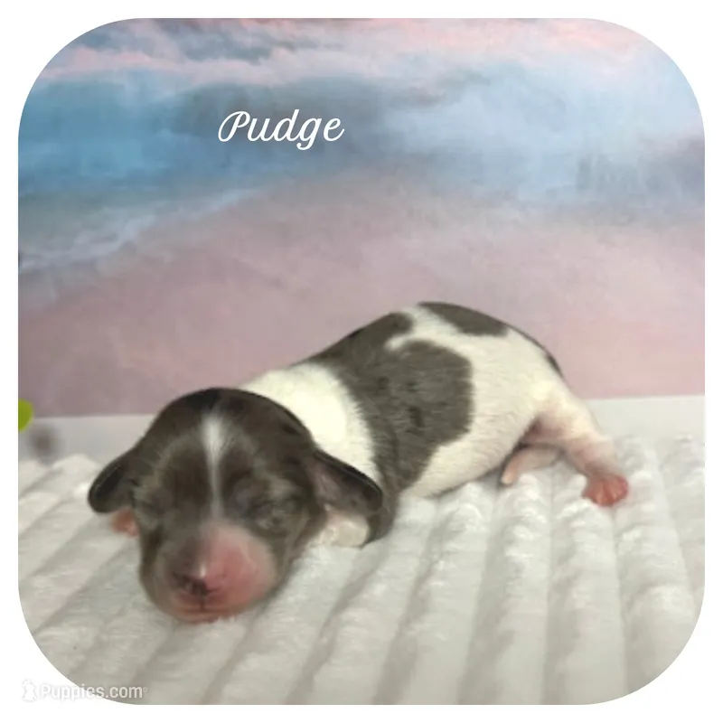 Pudge ... AKC – Miniature Dachshund puppy for sale in Smithville, TN
