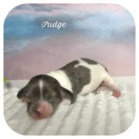 Pudge ... AKC, a male Miniature Dachshund for sale in Smithville, TN – 1 of 8