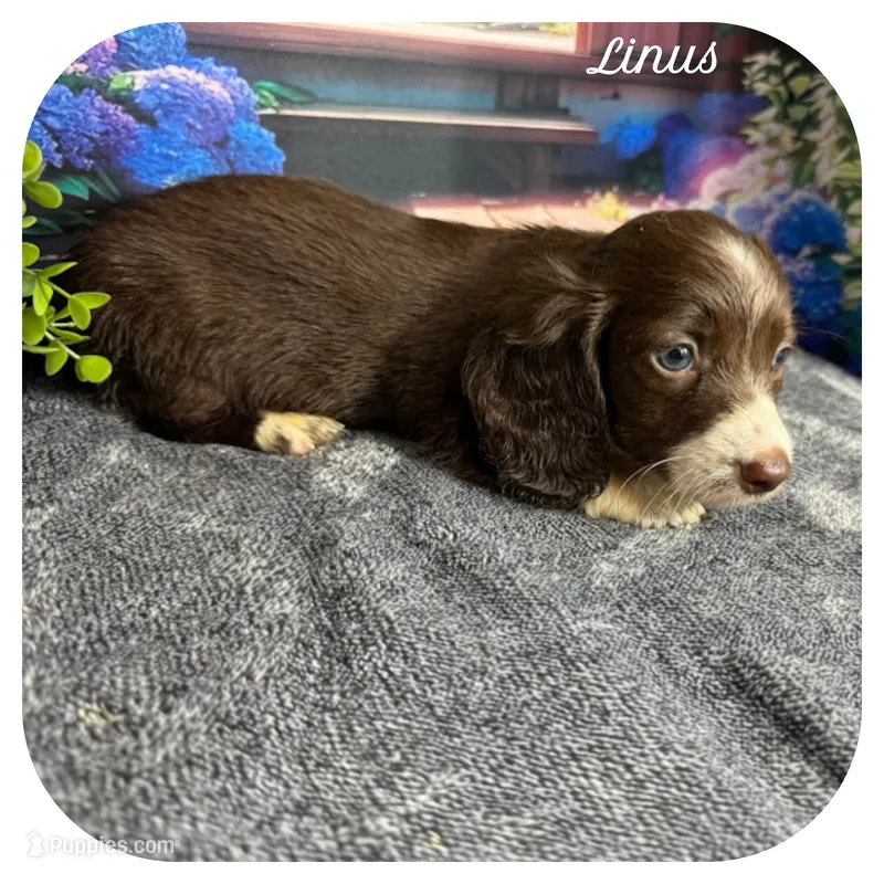 Linus ... AKC – Miniature Dachshund puppy for sale in Smithville, TN