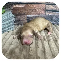 Olla ... AKC, a female Miniature Dachshund for sale in Smithville, TN – 4 of 8
