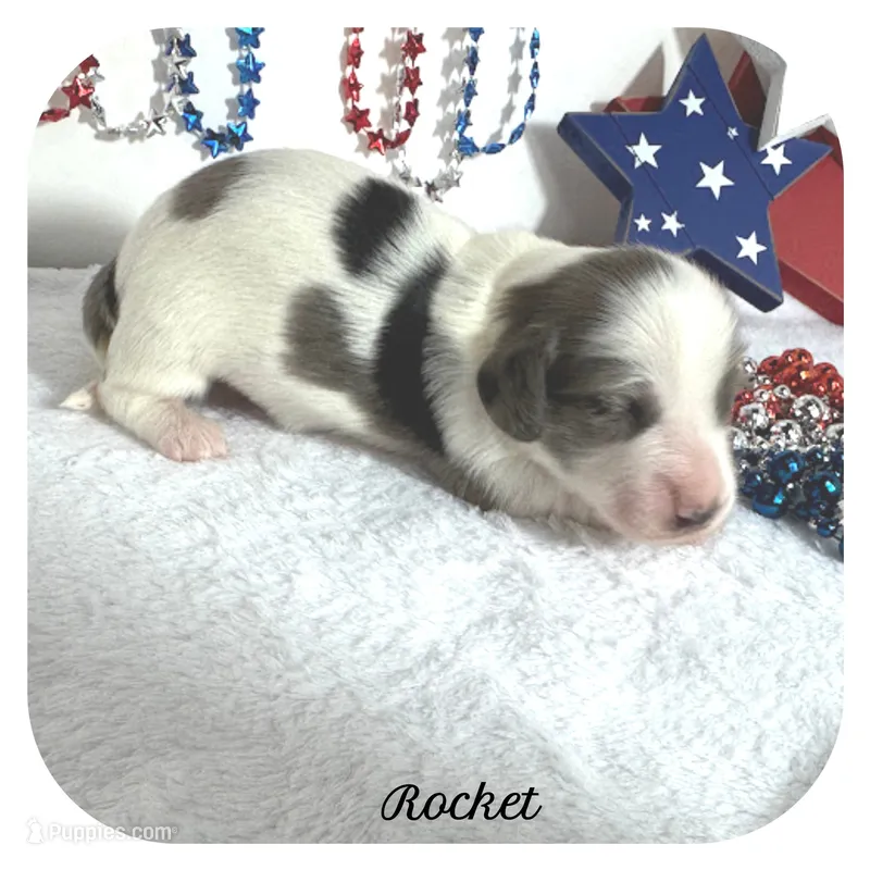 Rocket ... AKC – Miniature Dachshund puppy for sale in Smithville, TN