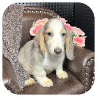 Rooster ... AKC, a male Miniature Dachshund for sale in Smithville, TN – 5 of 10