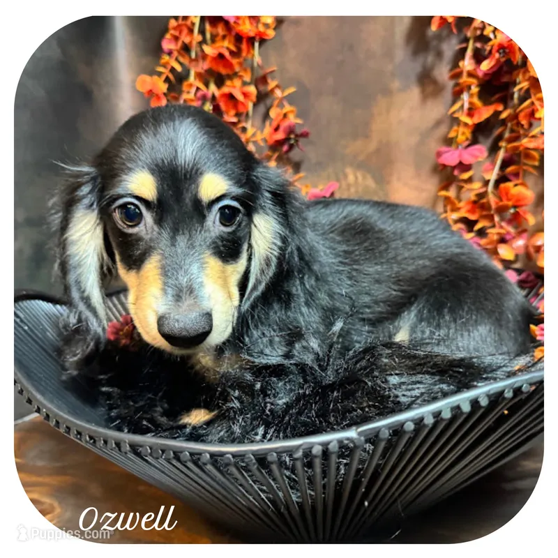 Ozwell ... AKC – Miniature Dachshund puppy for sale in Smithville, TN