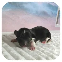 Quint ... AKC, a male Miniature Dachshund for sale in Smithville, TN – 2 of 7