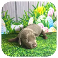 Lexa ... AKC, a female Miniature Dachshund for sale in Smithville, TN – Photo 2 of 9