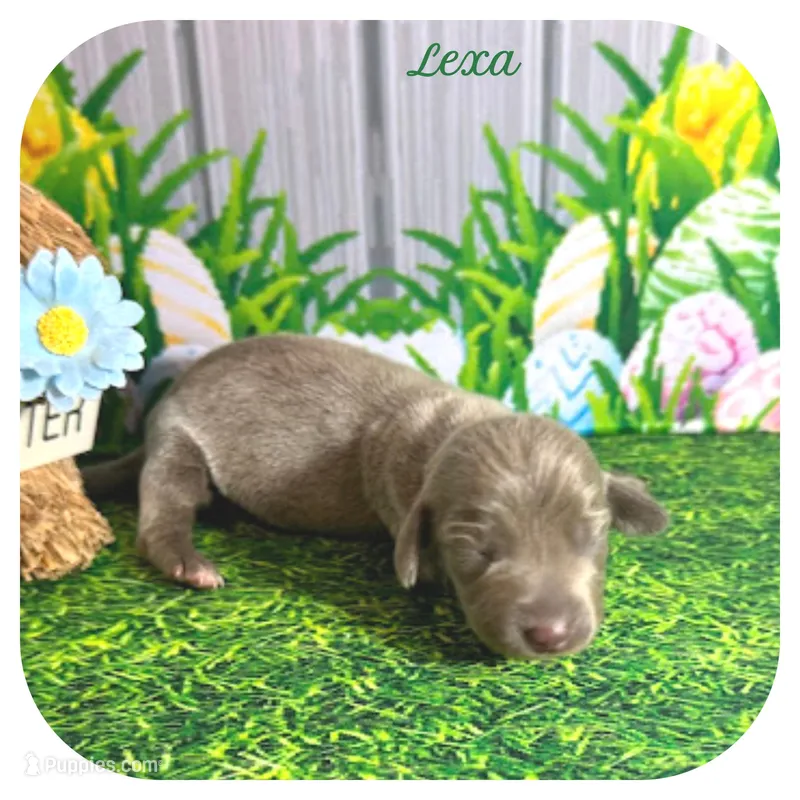 Lexa ... AKC – Miniature Dachshund puppy for sale in Smithville, TN