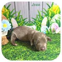 Lexa ... AKC, a female Miniature Dachshund for sale in Smithville, TN – Photo 1 of 9
