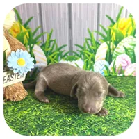 Lexa ... AKC, a female Miniature Dachshund for sale in Smithville, TN – Photo 6 of 9