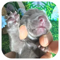 Lexa ... AKC, a female Miniature Dachshund for sale in Smithville, TN – Photo 7 of 9