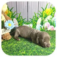 Lexa ... AKC, a female Miniature Dachshund for sale in Smithville, TN – Photo 5 of 9