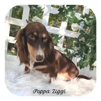 Lexa ... AKC, a female Miniature Dachshund for sale in Smithville, TN – Photo 9 of 9