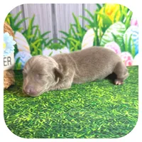 Lexa ... AKC, a female Miniature Dachshund for sale in Smithville, TN – Photo 4 of 9