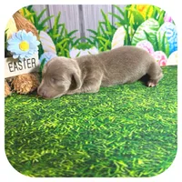 Lexa ... AKC, a female Miniature Dachshund for sale in Smithville, TN – Photo 3 of 9