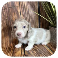 Puddles ... AKC, a female Miniature Dachshund for sale in Smithville, TN – 7 of 10