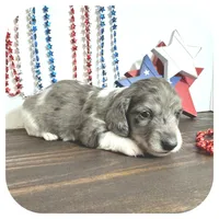 Pixie ... AKC, a female Miniature Dachshund for sale in Smithville, TN – 5 of 8