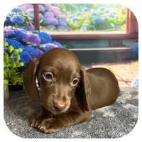 Lindy ... AKC, a female Miniature Dachshund for sale in Smithville, TN – 2 of 9