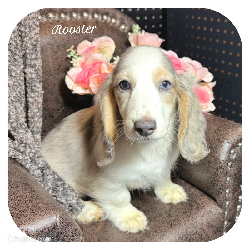 Rooster ... AKC – Miniature Dachshund puppy for sale in Smithville, TN