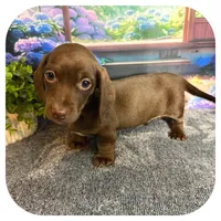 Lindy ... AKC, a female Miniature Dachshund for sale in Smithville, TN – 4 of 9