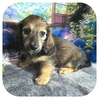 Kimba ... AKC, a female Miniature Dachshund for sale in Smithville, TN – 2 of 10