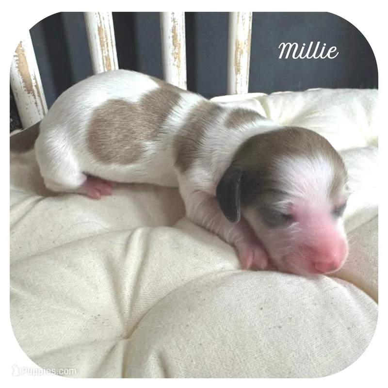 Millie ... AKC – Miniature Dachshund puppy for sale in Smithville, TN
