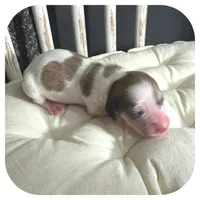 Millie ... AKC, a female Miniature Dachshund for sale in Smithville, TN – Photo 3 of 7