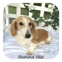 Millie ... AKC, a female Miniature Dachshund for sale in Smithville, TN – Photo 7 of 7