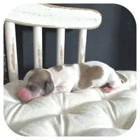 Millie ... AKC, a female Miniature Dachshund for sale in Smithville, TN – Photo 2 of 7