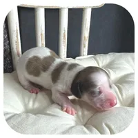 Millie ... AKC, a female Miniature Dachshund for sale in Smithville, TN – Photo 5 of 7