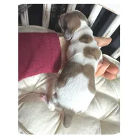 Millie ... AKC, a female Miniature Dachshund for sale in Smithville, TN – Photo 4 of 7