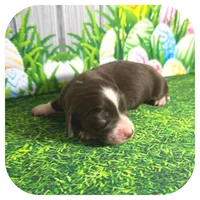 Linus ... AKC, a male Miniature Dachshund for sale in Smithville, TN – Photo 8 of 10