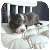 Linus ... AKC, a male Miniature Dachshund for sale in Smithville, TN – 7 of 9