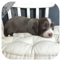 Linus ... AKC, a male Miniature Dachshund for sale in Smithville, TN – 5 of 9
