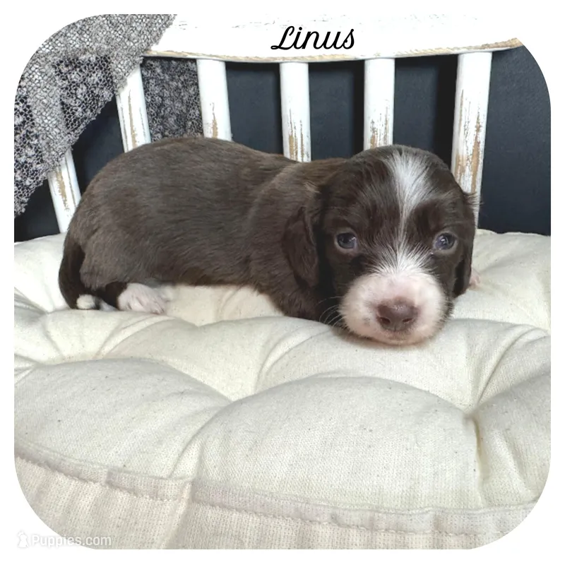 Linus ... AKC – Miniature Dachshund puppy for sale in Smithville, TN