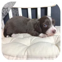 Linus ... AKC, a male Miniature Dachshund for sale in Smithville, TN – 4 of 9