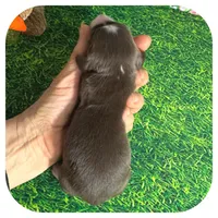 Linus ... AKC, a male Miniature Dachshund for sale in Smithville, TN – Photo 3 of 10