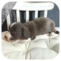 Linus ... AKC, a male Miniature Dachshund for sale in Smithville, TN – 6 of 9