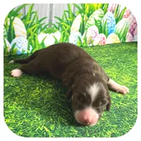 Linus ... AKC, a male Miniature Dachshund for sale in Smithville, TN – Photo 2 of 10