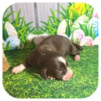 Linus ... AKC, a male Miniature Dachshund for sale in Smithville, TN – Photo 6 of 10