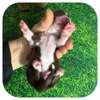 Linus ... AKC, a male Miniature Dachshund for sale in Smithville, TN – Photo 4 of 10